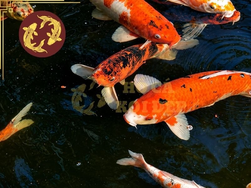 Tình Trạng Cá Koi Bị Tuột Nhớt Và Những Điều Người Nuôi Cần Biết 5 Mức độ nguy hiểm của tình trạng cá Koi bị tuột nhớt phụ thuộc vào nguyên nhân và mức độ tổn thương.