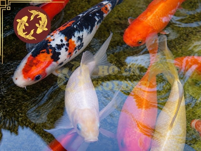 Tình Trạng Cá Koi Bị Tuột Nhớt Và Những Điều Người Nuôi Cần Biết 8 Một số cách để phòng tránh