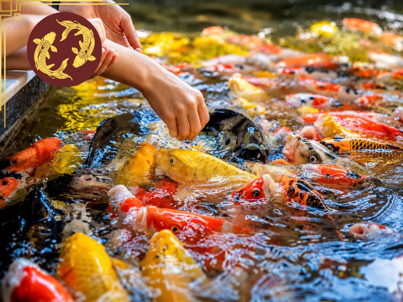 Đừng Chủ Quan Khi Cá Koi Bị Stress: Cách Nhận Biết Và Xử Lý Hiệu Quả 4 Trong giai đoạn theo dõi chỉ nên cho ăn với lượng hợp lý