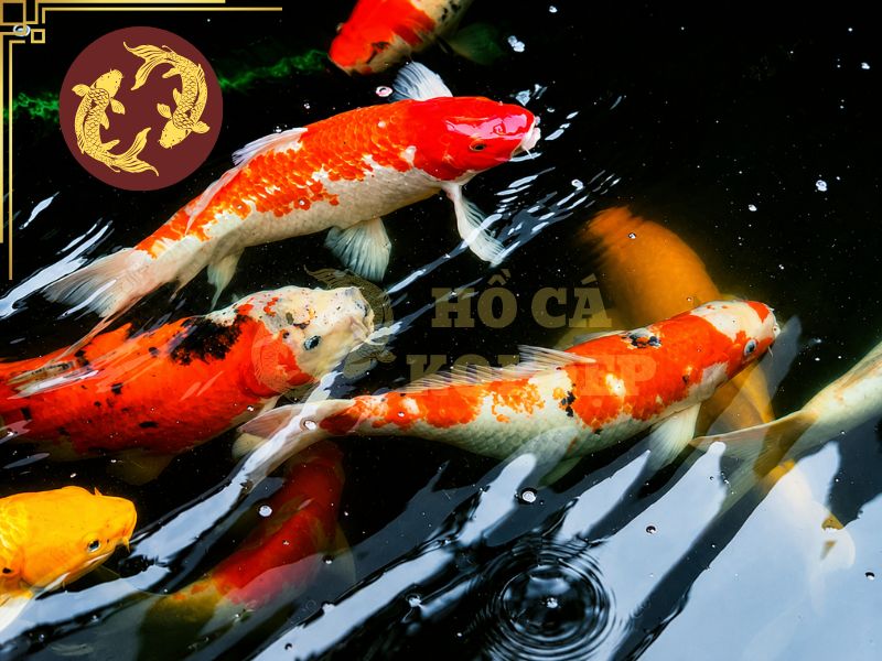 Cá Koi Bơi Lờ Đờ: Dấu Hiệu Bệnh Hay Chỉ Là Stress? 6 Người nuôi nên duy trì chất lượng nước ổn định, vệ sinh hệ thống lọc định kỳ và thay nước đúng tỷ lệ