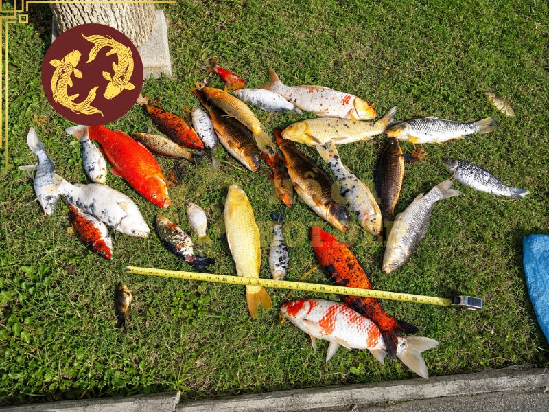 Vì Sao Cá Koi Chết Không Rõ Nguyên Nhân? Cách Xử Lý Hiệu Quả 2 Ký sinh trùng trú ngụ lâu ngày bất ngờ bùng phát cũng có thể khiến cá koi chết không rõ nguyên nhân
