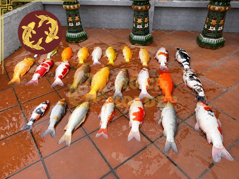 Vì Sao Cá Koi Chết Không Rõ Nguyên Nhân? Cách Xử Lý Hiệu Quả 3 Xem xét những thay đổi về thời tiết, nguồn nước, lượng thức ăn, hoạt động của máy bơm – sục khí và các dấu hiệu bất thường của những con cá còn lại