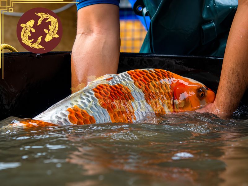 Vì Sao Cá Koi Chết Không Rõ Nguyên Nhân? Cách Xử Lý Hiệu Quả 5 Không nên dùng thuốc ngay khi thấy cá koi chết không rõ nguyên nhân