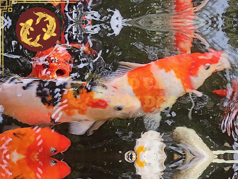 Vì Sao Cá Koi Chết Không Rõ Nguyên Nhân? Cách Xử Lý Hiệu Quả 6 Để hạn chế cá koi chết không rõ nguyên nhân, người nuôi cần duy trì môi trường hồ ổn định thay vì chỉ xử lý khi cá đã có dấu hiệu bệnh.