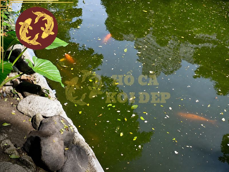 Vì Sao Cá Koi Chết Không Rõ Nguyên Nhân? Cách Xử Lý Hiệu Quả 1 Chất lượng nước kém có thể là một trong những nguyên nhân tiềm tàng