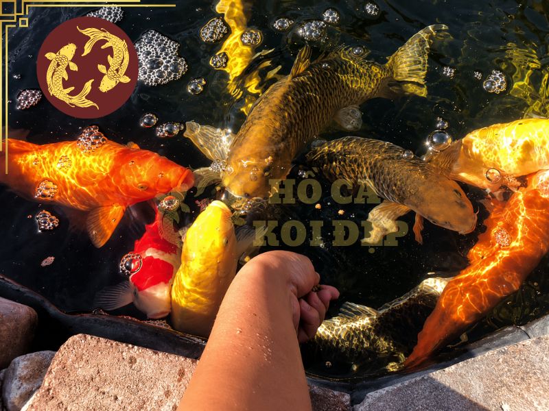 Vì Sao Cá Koi Chết Không Rõ Nguyên Nhân? Cách Xử Lý Hiệu Quả 8 Không nên vội vàng thay toàn bộ nước