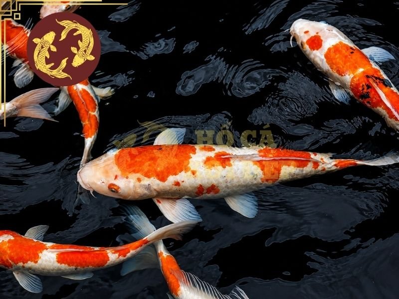 Cá Koi Đắt Nhất Thế Giới: Vì Sao Có Thể Được Định Giá Hàng Triệu USD? 4 Một số tiêu chí để cá koi có thể được định giá "triệu đô"