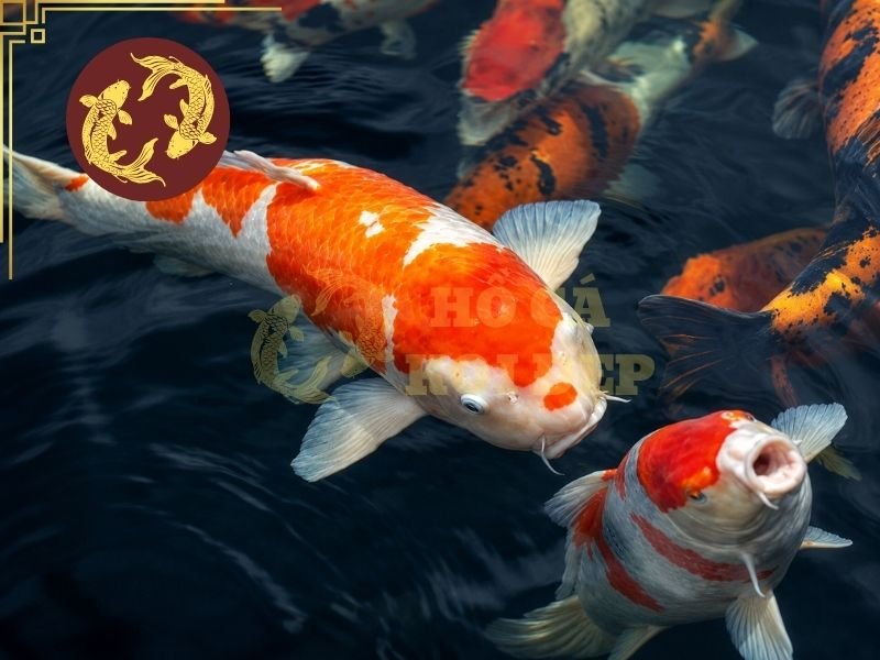 Cá Koi Đắt Nhất Thế Giới: Vì Sao Có Thể Được Định Giá Hàng Triệu USD? 5 Người chơi hoàn toàn có thể áp dụng những tiêu chí cơ bản của Koi cao cấp để lựa chọn cá phù hợp với ngân sách.