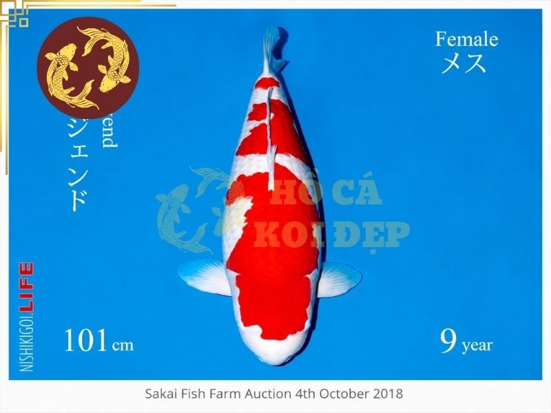 Cá Koi Đắt Nhất Thế Giới: Vì Sao Có Thể Được Định Giá Hàng Triệu USD? 2 S Legend là cá koi đắt nhất thế giới nhờ nền trắng sáng, màu đỏ có độ sâu và hoa văn được phân bố cân đối trên thân.