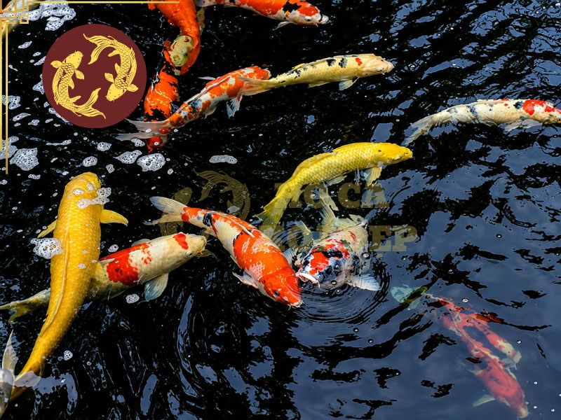 Cá Koi Đẻ Có Dấu Hiệu Gì? 4 Dấu hiệu Koi sắp đẻ không chỉ nằm ở kích thước bụng cá mái mà còn thể hiện rõ qua sự thay đổi hành vi của cả đàn.