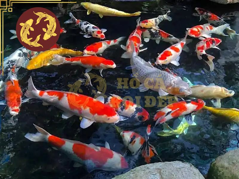 Cá Koi Đẻ Có Dấu Hiệu Gì? 5 Ép cá Koi sinh sản không nên thực hiện tùy tiện