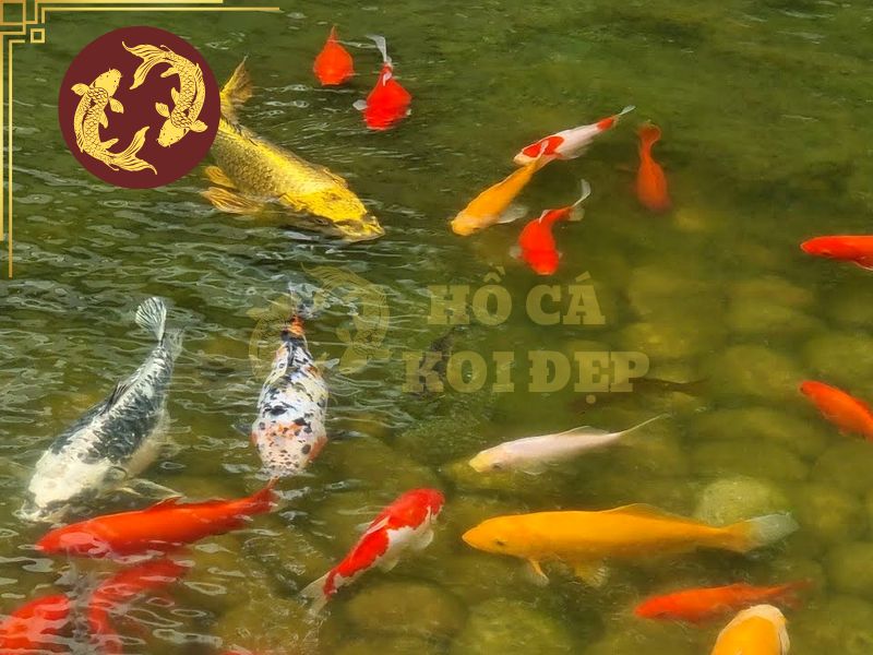 Cá Koi Đẻ Có Dấu Hiệu Gì? 7 Chú ý sức khỏe của cá lẫn môi trường nước sau khi cá sinh con