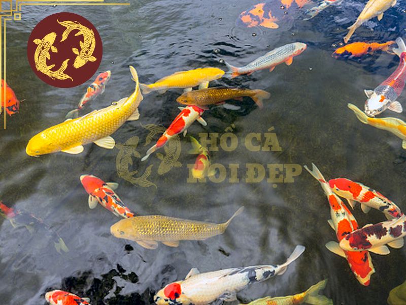 Cá Koi Đẻ Có Dấu Hiệu Gì? 8 Trong giai đoạn ấp, cần duy trì nguồn nước sạch, sục khí và nhiệt độ ổn định