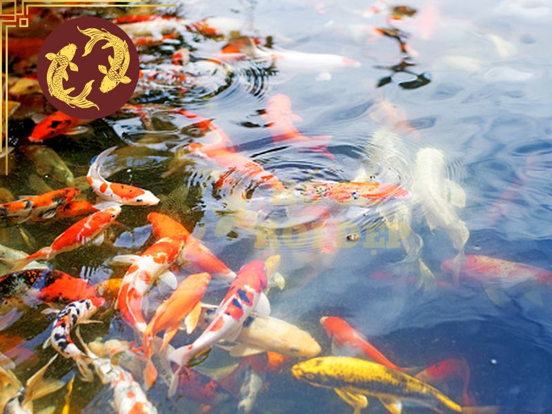 Cá Koi Đẻ Có Dấu Hiệu Gì? 1 Nhận biết sớm thời điểm cá Koi đẻ giúp người nuôi chủ động chuẩn bị giá thể, theo dõi cá mái và bảo vệ trứng sau sinh sản
