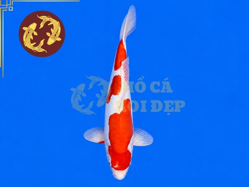 Cá Koi Doitsu – Vẻ Đẹp Độc Đáo Của Dòng Koi Không Vảy 3 Doitsu Kohaku