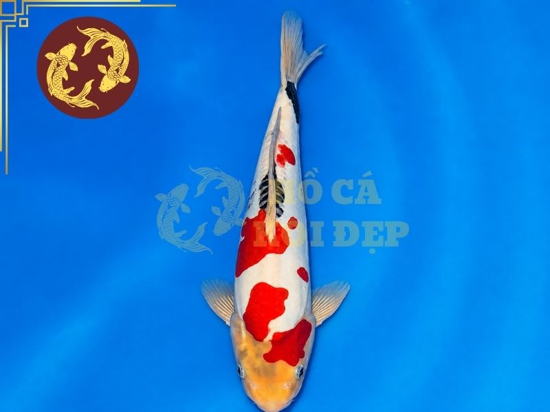 Cá Koi Doitsu – Vẻ Đẹp Độc Đáo Của Dòng Koi Không Vảy 4 Doitsu Sanke
