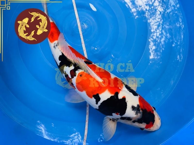 Cá Koi Doitsu – Vẻ Đẹp Độc Đáo Của Dòng Koi Không Vảy 5 Doitsu Showa