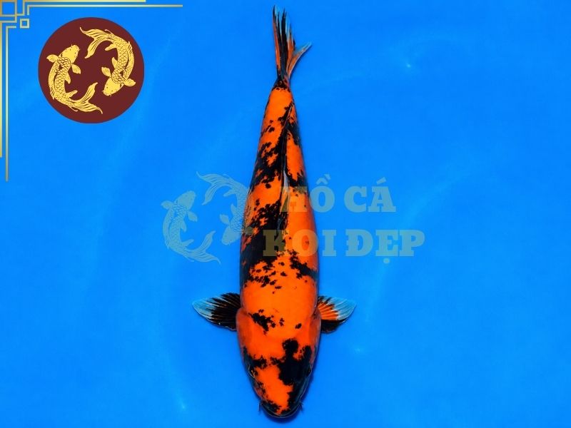 Cá Koi Doitsu – Vẻ Đẹp Độc Đáo Của Dòng Koi Không Vảy 6 Doitsu Utsuri