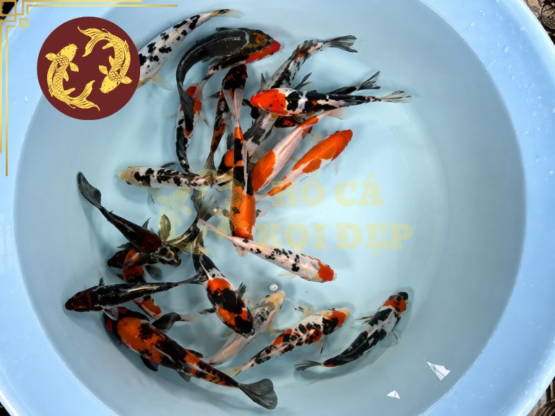 Cá Koi Doitsu – Vẻ Đẹp Độc Đáo Của Dòng Koi Không Vảy 7 Một chú cá koi Doitsu đẹp trước hết cần có body cân đối, phần đầu hài hòa với thân, vai tương đối rộng và cuống đuôi chắc