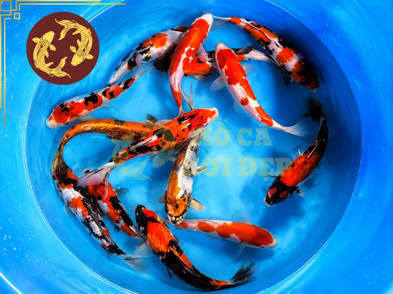 Cá Koi Doitsu – Vẻ Đẹp Độc Đáo Của Dòng Koi Không Vảy 8 Màu sắc cần được xem xét dựa trên đặc điểm của từng dòng cá koi Doitsu