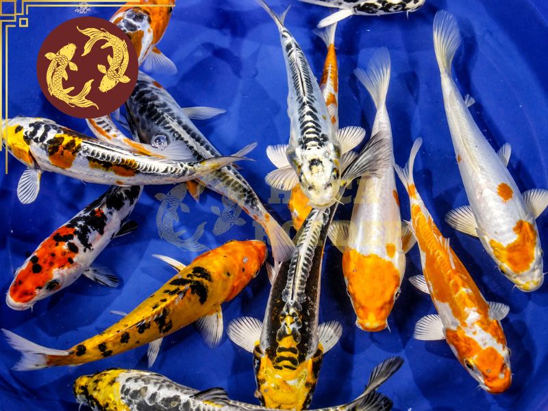 Cá Koi Doitsu – Vẻ Đẹp Độc Đáo Của Dòng Koi Không Vảy 9 Cần quan sát tổng thể khi xem xét, đánh giá tình trạng cá
