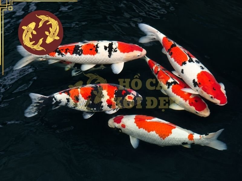 Cá Koi F1 – Những Điều Cần Biết Trước Khi Lựa Chọn 2 Koi thuần chủng Nhật Bản thường được sinh sản và phát triển tại các trại Koi ở Nhật, với nguồn cá bố mẹ và quá trình tuyển chọn được kiểm soát theo từng dòng.