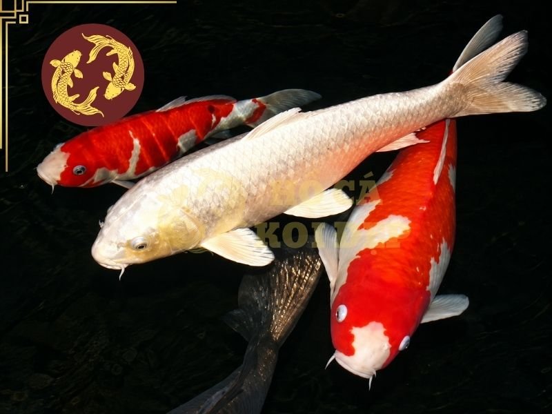 Cá Koi F1 – Những Điều Cần Biết Trước Khi Lựa Chọn 3 Koi lai Việt có thể được sử dụng rộng hơn để nói về Koi được lai tạo hoặc sinh sản tại Việt Nam.