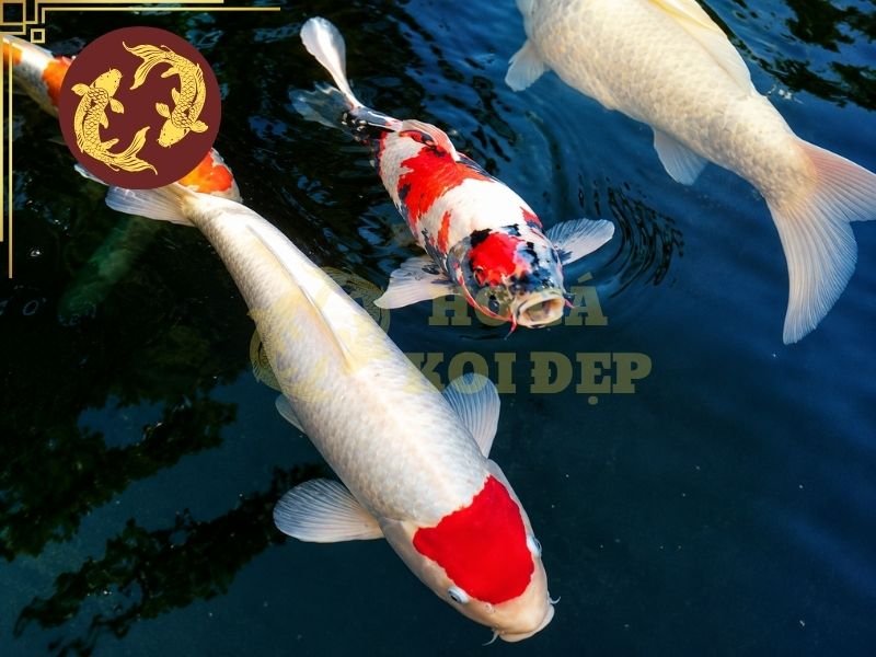 Cá Koi F1 – Những Điều Cần Biết Trước Khi Lựa Chọn 6 Đối với người mới, sự hài hòa tổng thể thường quan trọng hơn việc cố tìm một cá thể có hoa văn hoàn hảo.