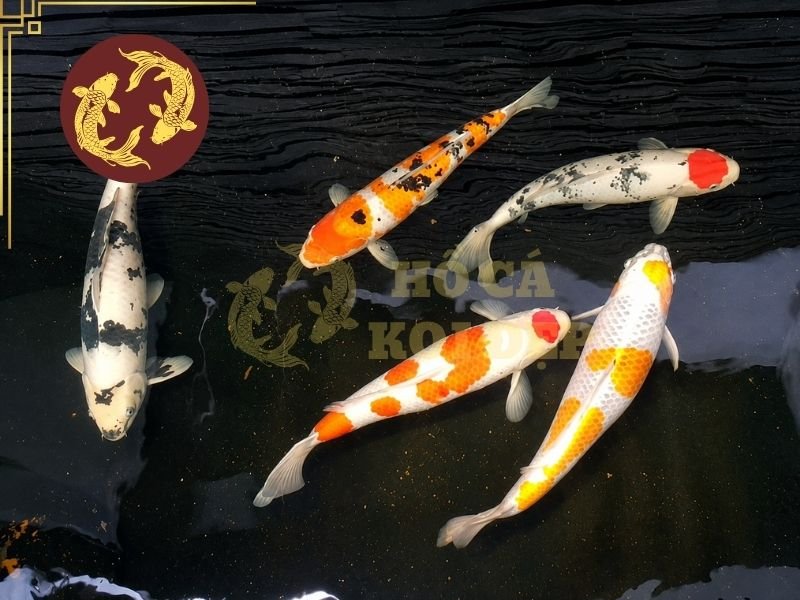 Cá Koi F1 – Những Điều Cần Biết Trước Khi Lựa Chọn 1 Cá koi F1 thường được hiểu là thế hệ cá được sinh sản từ đàn Koi bố mẹ có nguồn gốc Nhật Bản nhưng quá trình sinh sản và nuôi dưỡng diễn ra tại Việt Nam