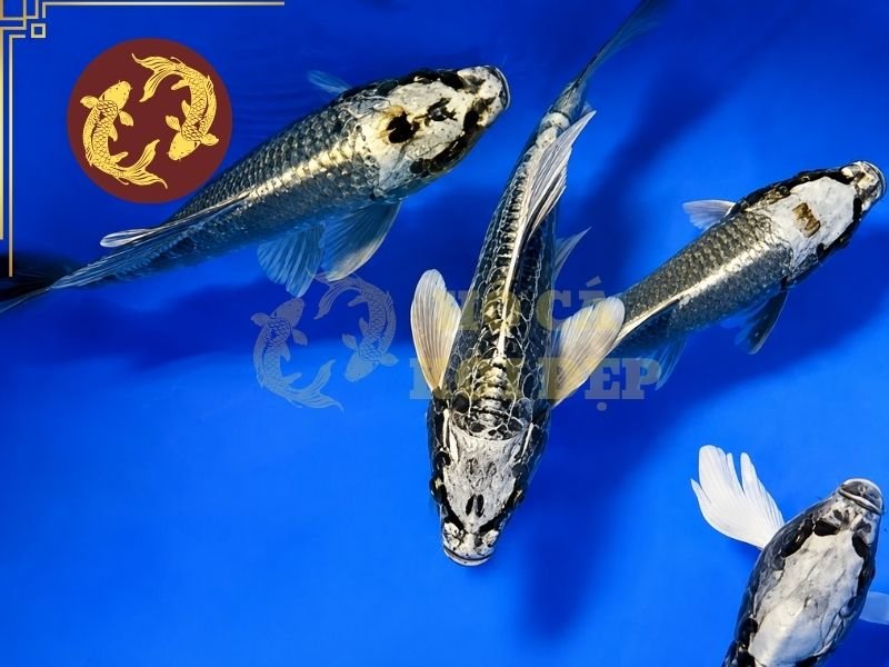 Khám Phá Cá Koi Ghost: Đặc Điểm, Cách Nhận Biết Và Lựa Chọn 1 Có cá thiên về nền sáng và ánh kim, trong khi một số cá thể lại có những vùng màu tối nổi bật hơn.