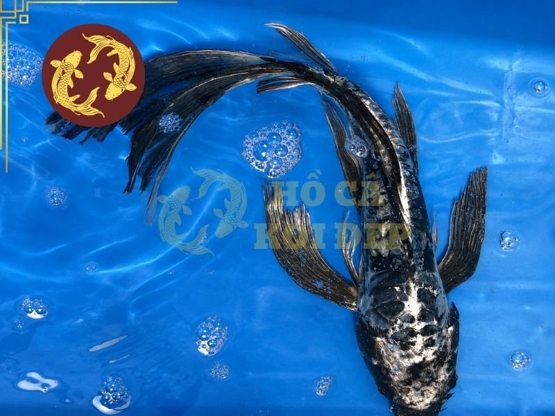 Khám Phá Cá Koi Ghost: Đặc Điểm, Cách Nhận Biết Và Lựa Chọn 2 Khi bơi dưới mặt nước, ánh kim có thể phản chiếu theo chuyển động của cơ thể, khiến cá lúc sáng hơn, lúc trầm màu hơn.