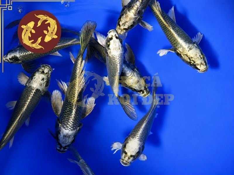 Khám Phá Cá Koi Ghost: Đặc Điểm, Cách Nhận Biết Và Lựa Chọn 3 Một cá thể có lớp ánh kim rõ sẽ tạo hiệu ứng bắt sáng tốt khi di chuyển trong hồ.