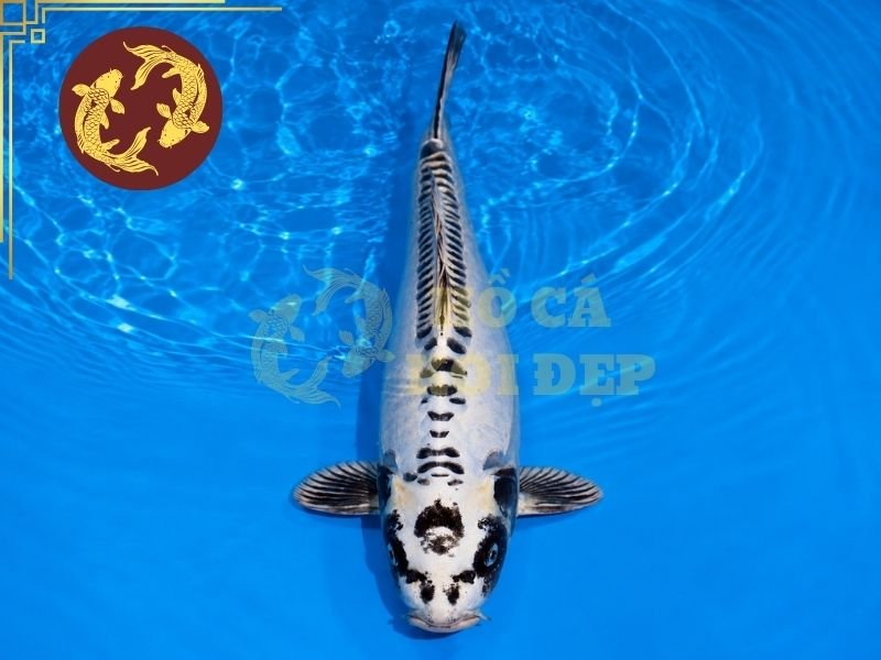 Khám Phá Cá Koi Ghost: Đặc Điểm, Cách Nhận Biết Và Lựa Chọn 6 Một số lưu ý với cá koi Ghost