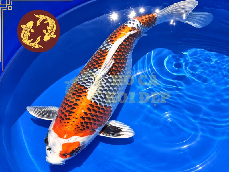 Các Dòng Cá Koi Kujaku Phổ Biến Và Đặc Điểm Nhận Biết 1 Kujaku là dòng koi có hoa văn kết hợp với ánh kim nổi bật trên thân