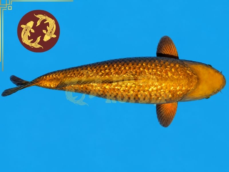 Cá Koi Ginrin – Dòng Koi Sở Hữu Lớp Vảy Lấp Lánh Độc Đáo 7 Lưu ý để nuôi cá koi Ginrin hiệu quả