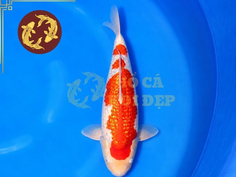 Cá Koi Ginrin – Dòng Koi Sở Hữu Lớp Vảy Lấp Lánh Độc Đáo 2 Ginrin Kohaku