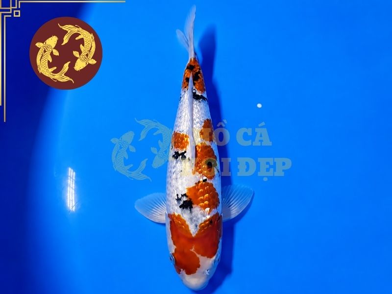 Cá Koi Ginrin – Dòng Koi Sở Hữu Lớp Vảy Lấp Lánh Độc Đáo 3 Ginrin Sanke
