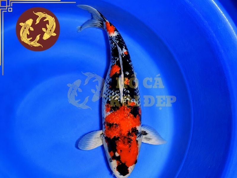 Cá Koi Ginrin – Dòng Koi Sở Hữu Lớp Vảy Lấp Lánh Độc Đáo 4 Ginrin Showa