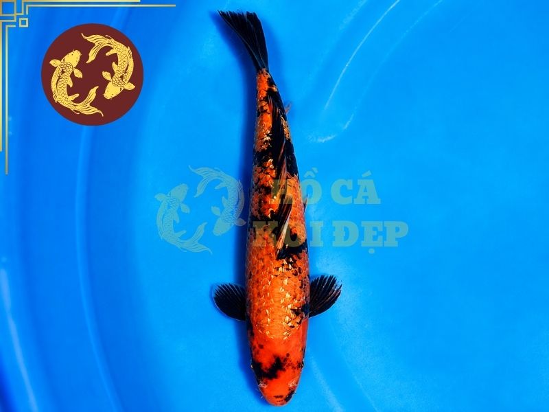 Cá Koi Ginrin – Dòng Koi Sở Hữu Lớp Vảy Lấp Lánh Độc Đáo 5 Ginrin Utsuri