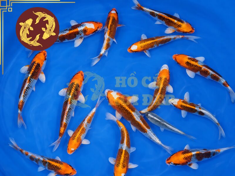 Các Dòng Cá Koi Kujaku Phổ Biến Và Đặc Điểm Nhận Biết 6 Đánh giá một số tiêu chí lựa chọn cá koi kujaku
