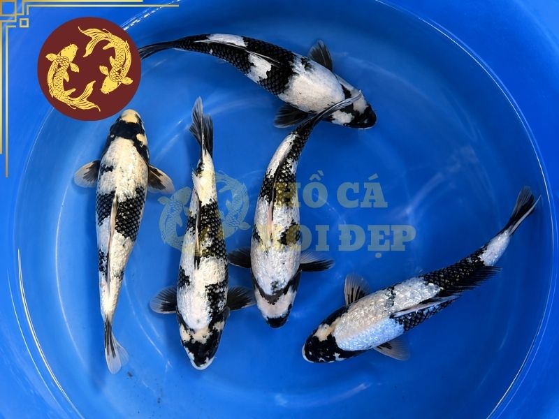 Cá Koi Ginrin – Dòng Koi Sở Hữu Lớp Vảy Lấp Lánh Độc Đáo 6 Một số mẹo để chọn được cá koi Ginrin đẹp