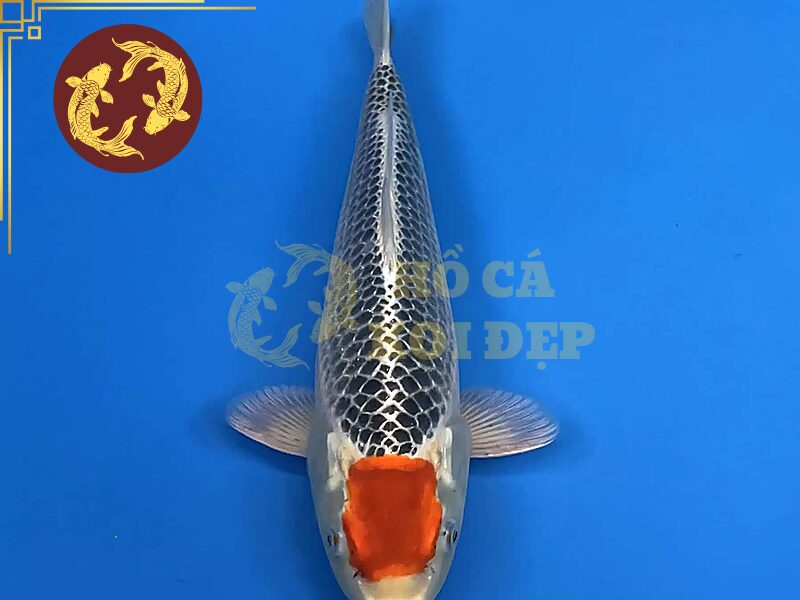 Các Dòng Cá Koi Kujaku Phổ Biến Và Đặc Điểm Nhận Biết 7 Chú ý để chăm sóc cá koi Kujaku hiệu quả