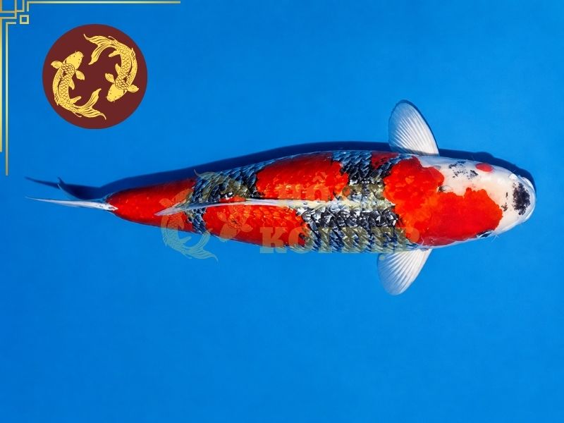 Cá Koi Goshiki – Vẻ Đẹp Độc Đáo Của Dòng Koi Ngũ Sắc 1 Hoa văn của cá koi Goshiki thường có sự giao thoa, tạo cảm giác vừa mạnh mẽ vừa mềm mại.