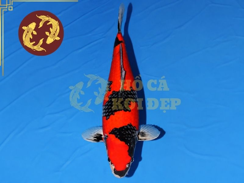 Cá Koi Goshiki – Vẻ Đẹp Độc Đáo Của Dòng Koi Ngũ Sắc 3 Dòng Koi này thường có sự xuất hiện của đỏ, trắng, đen và các sắc xanh hoặc xám.