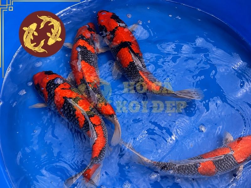 Cá Koi Goshiki – Vẻ Đẹp Độc Đáo Của Dòng Koi Ngũ Sắc 2 Trên thực tế, màu sắc có thể thay đổi về độ đậm nhạt, diện tích và mức độ tương phản.