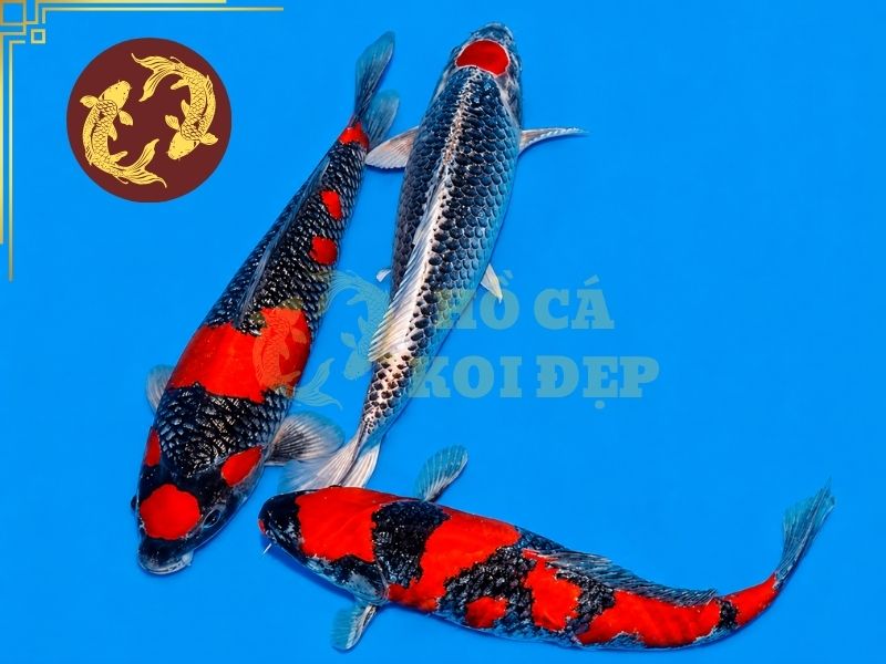 Cá Koi Goshiki – Vẻ Đẹp Độc Đáo Của Dòng Koi Ngũ Sắc 5 Người chơi nên quan sát tổng thể thay vì chỉ tập trung vào màu sắc của cá koi Goshiki