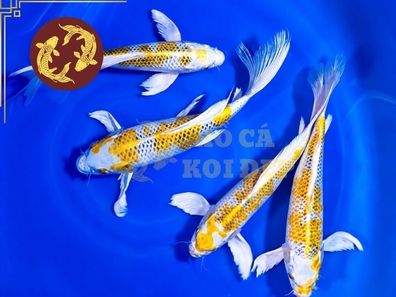 Cẩm Nang Về Cá Koi Hariwake Cho Người Mới Bắt Đầu 1 Cá koi Hariwake gây ấn tượng bởi nền thân trắng bạc kết hợp với màu vàng ánh kim