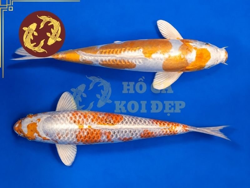 Cẩm Nang Về Cá Koi Hariwake Cho Người Mới Bắt Đầu 2 Cá cần bơi linh hoạt, không có biểu hiện cong thân hoặc mất cân đối