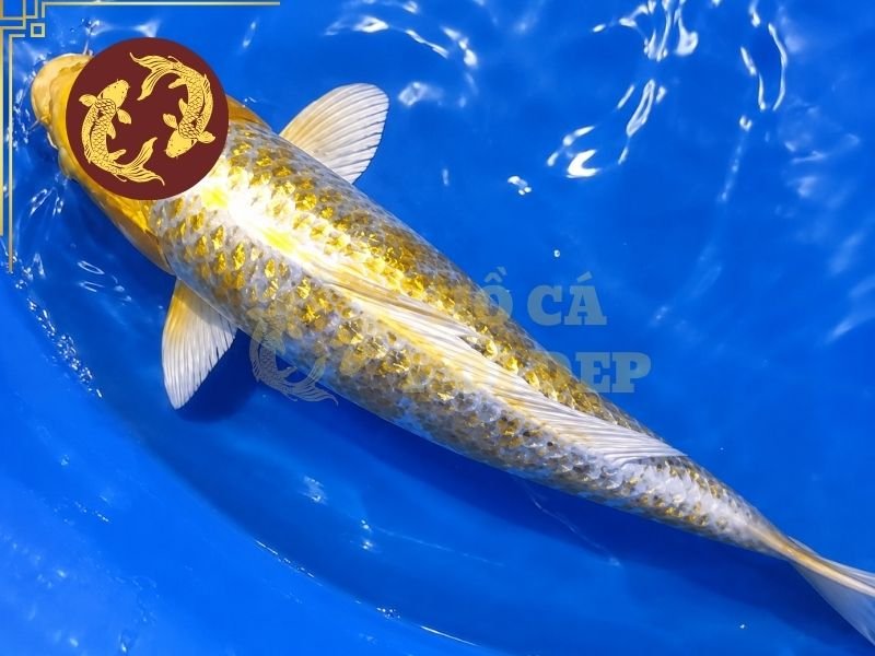 Cẩm Nang Về Cá Koi Hariwake Cho Người Mới Bắt Đầu 6 Hariwake khỏe thường có thân hình cân đối, đường lưng tương đối thẳng và khả năng bơi linh hoạt