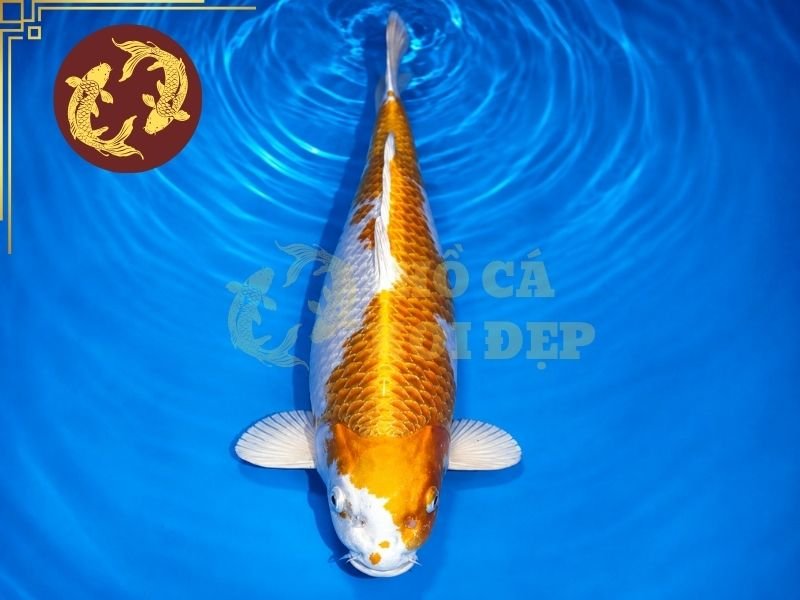 Cẩm Nang Về Cá Koi Hariwake Cho Người Mới Bắt Đầu 7 Da cá nên sạch, không có dấu hiệu tổn thương rõ ràng. Vây cần nguyên vẹn, không bị rách hoặc cụt bất thường.
